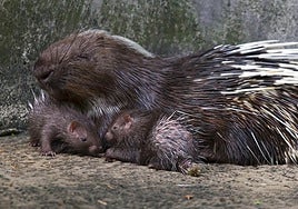 Espineta, la madre, nació en el centro situado en La Lajita hace cinco años y forma parte del grupo reproductor.