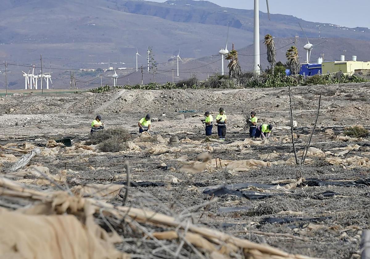 Imagen de archivo de actuaciones de limpieza de invernaderos en el primer plan de empleo, que acabó en febrero de este año.