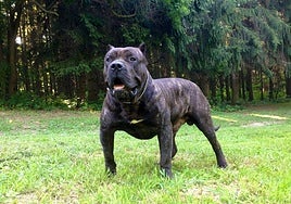 Imagen de un presa canario.