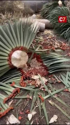 Denuncian la tala de un drago en Gáldar