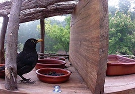 Imagen de un mirlo visitando una de las estaciones Brinzal ubicadas en cinco colegios rurales de Gran Canaria.