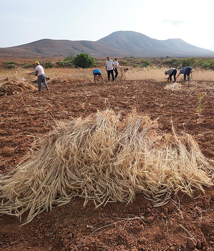 Imagen secundaria 2 - Labores de cosecha por las artesanas y los artesanos