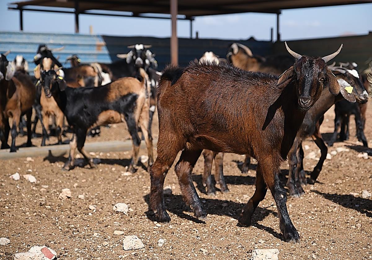 Foto de archivo de cabras en una ganadería de Fuerteventura.