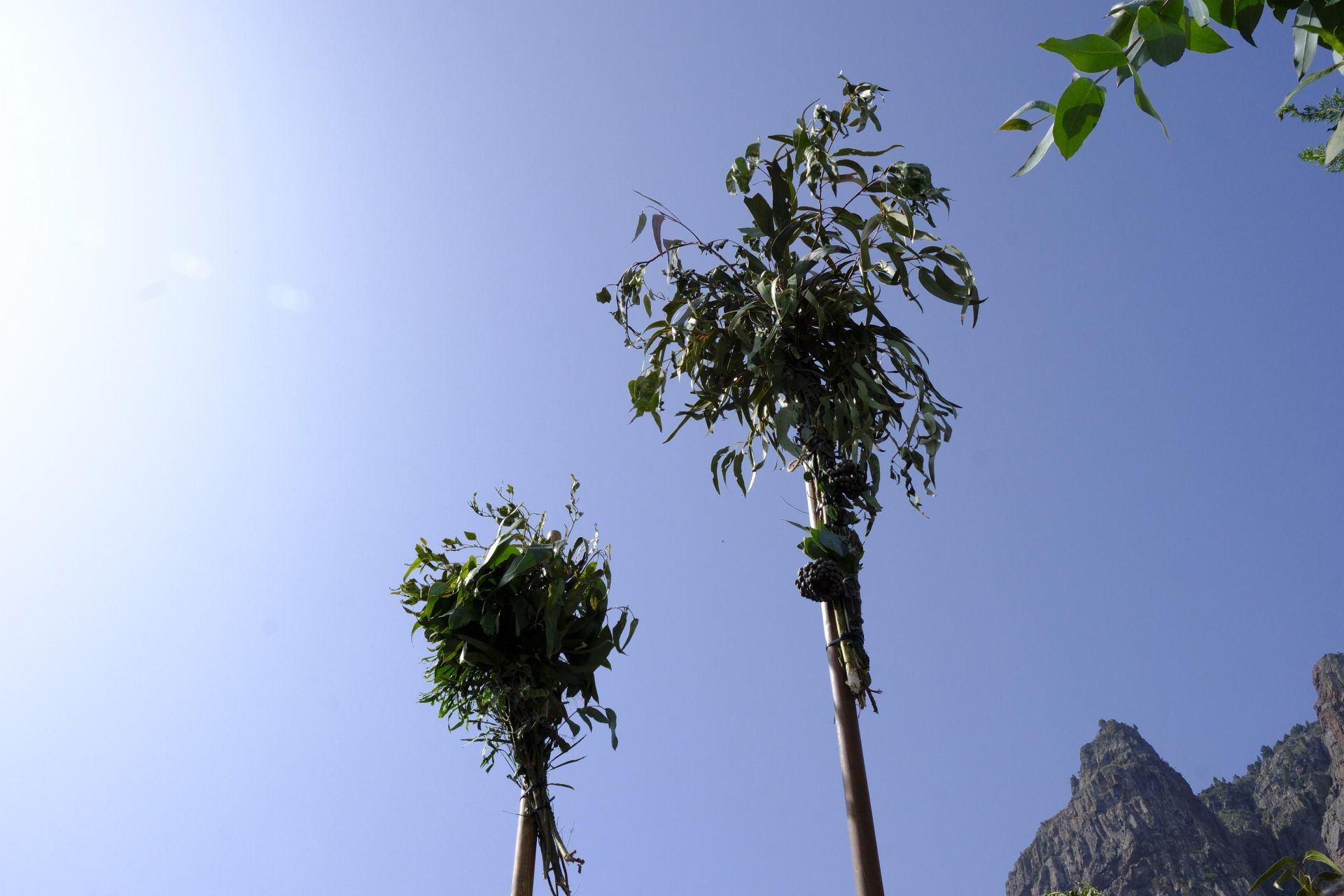 Agaete vibra con la Rama de San Pedro