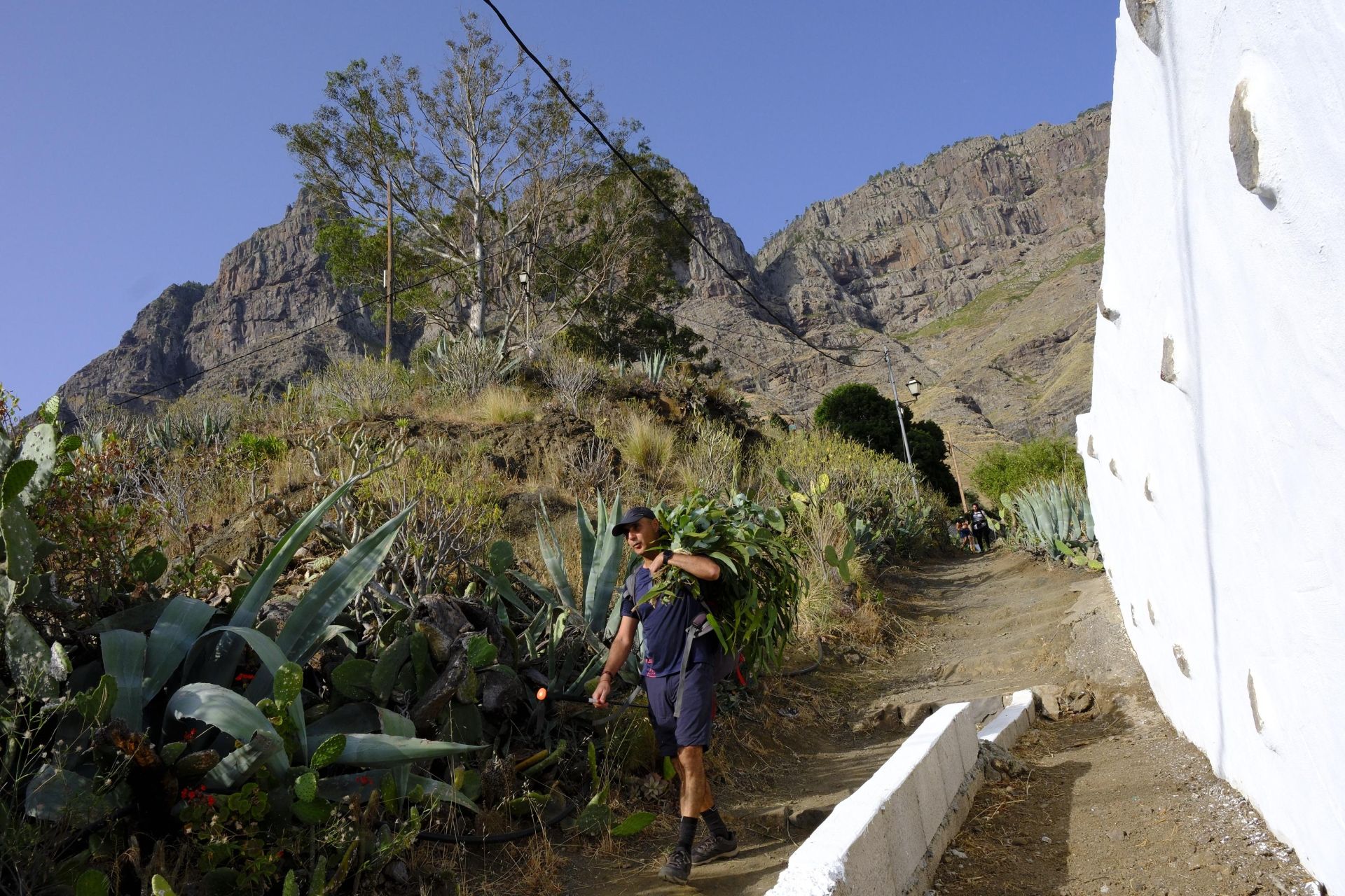 Agaete vibra con la Rama de San Pedro