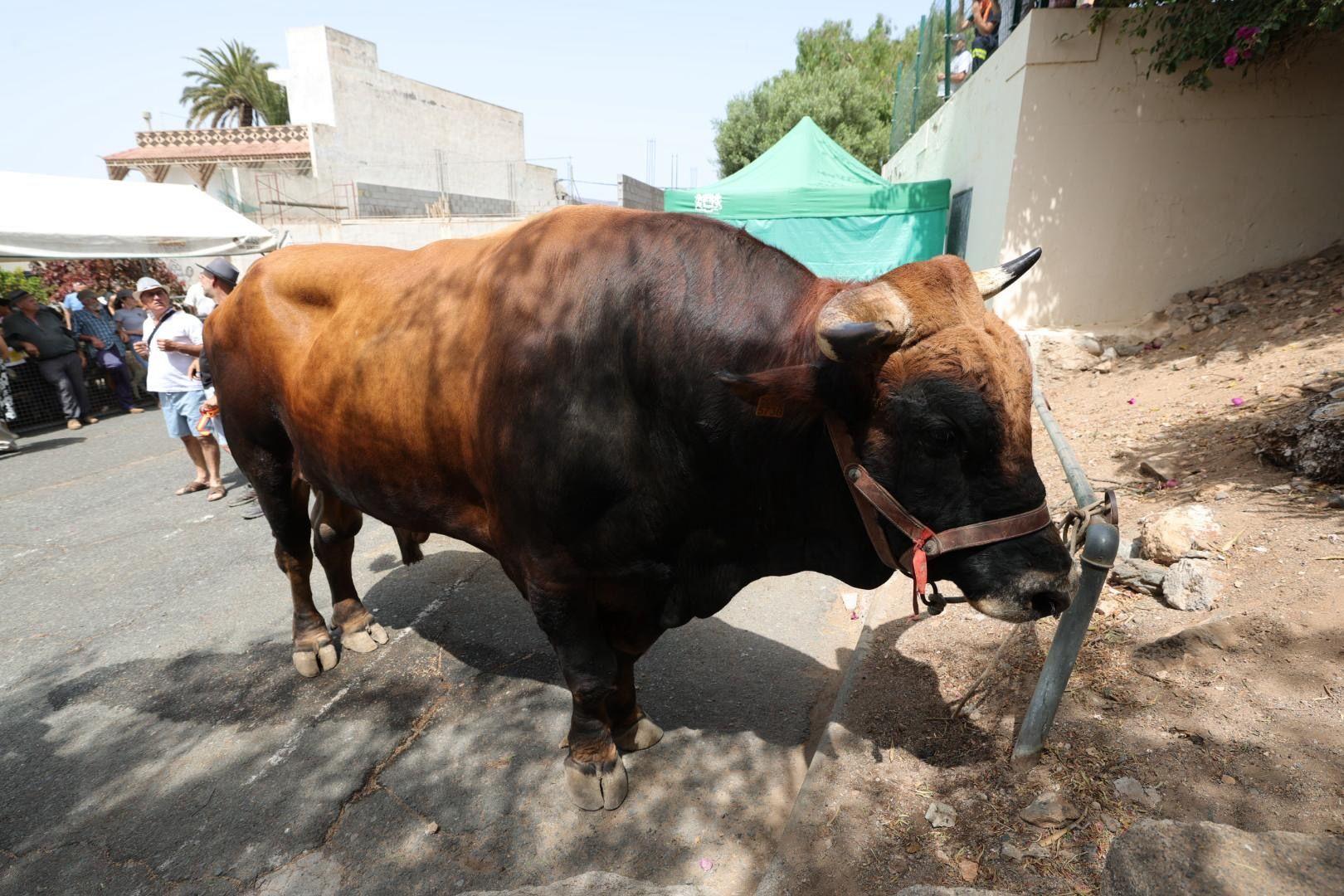 Ingenio honra a San Pedro y San Pablo