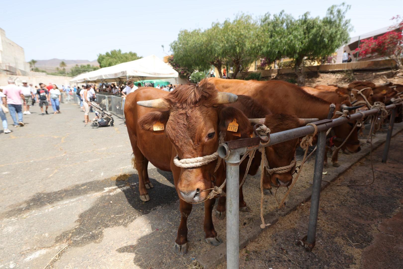 Ingenio honra a San Pedro y San Pablo