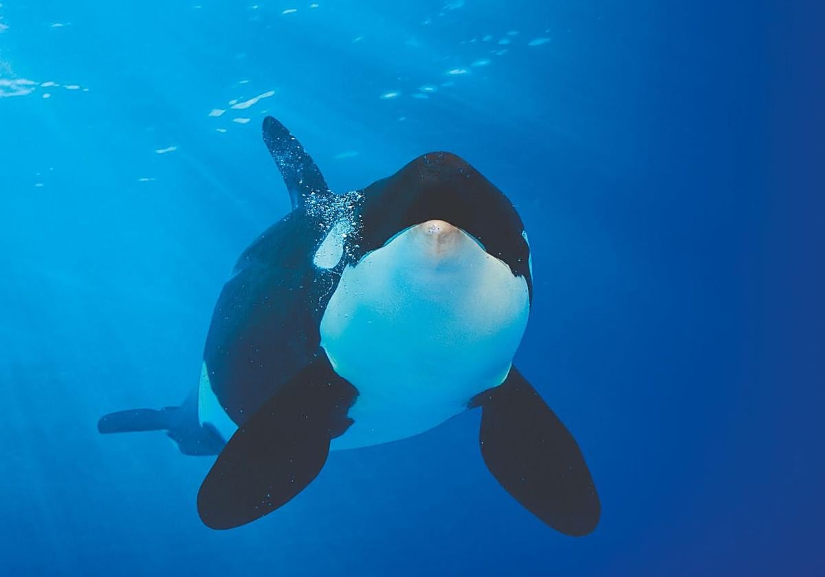 Primer registro científico de un «beso» entre orcas salvajes, documentado por Loro Parque Fundación