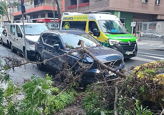 Imagen de la rama de gran porte que se precipitó sobre dos vehículos en la Avenida Primero de Mayo.