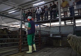 Un momento de la visita de una veintena de chefs a Mataderos Insulares.