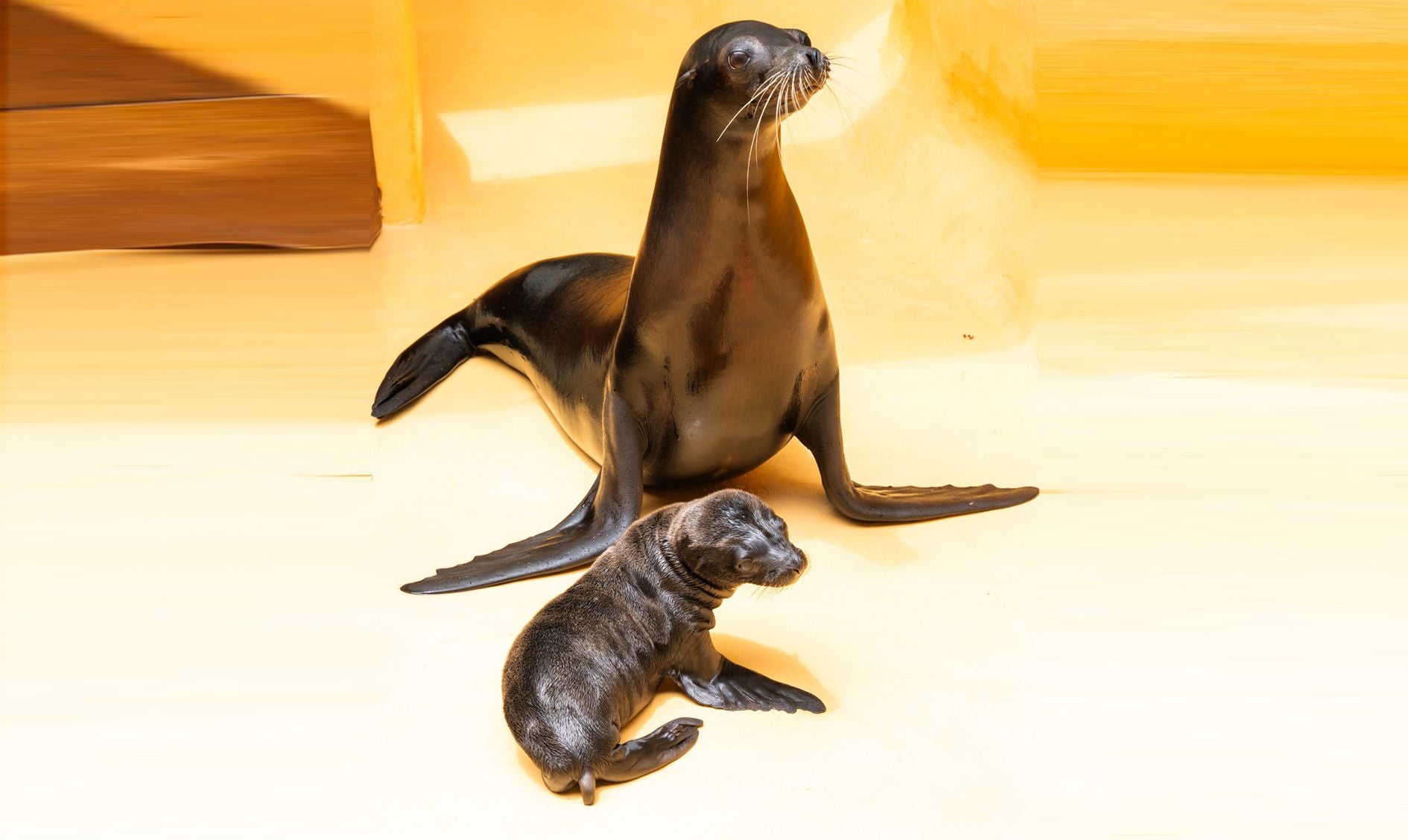 Imagen de el león marino californiano, nacido recientemente en el parque.