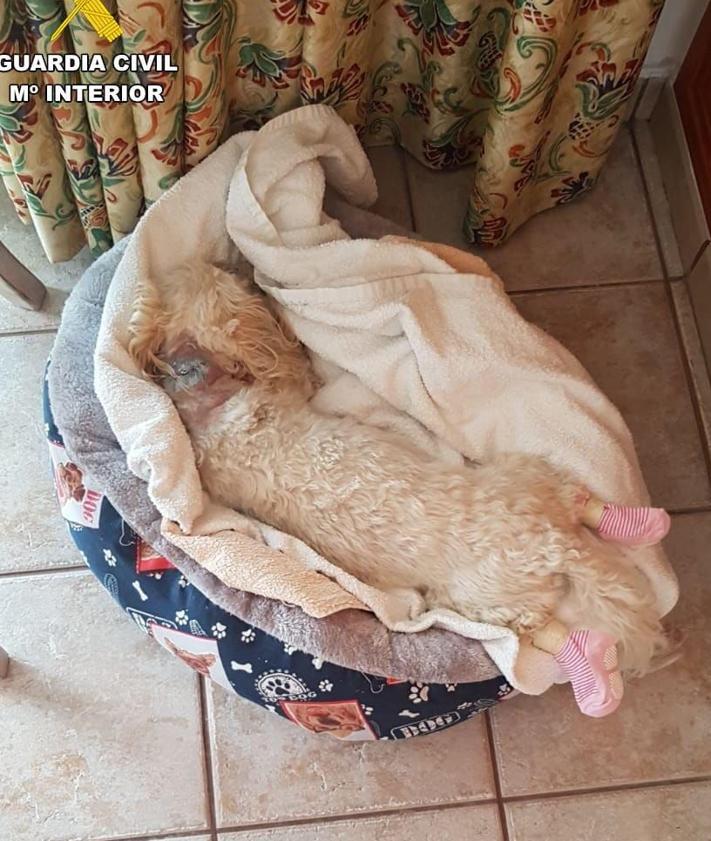 Imagen secundaria 2 - Investigan a un vecino de Haría tras las denuncias vecinales por los ataques de sus perros