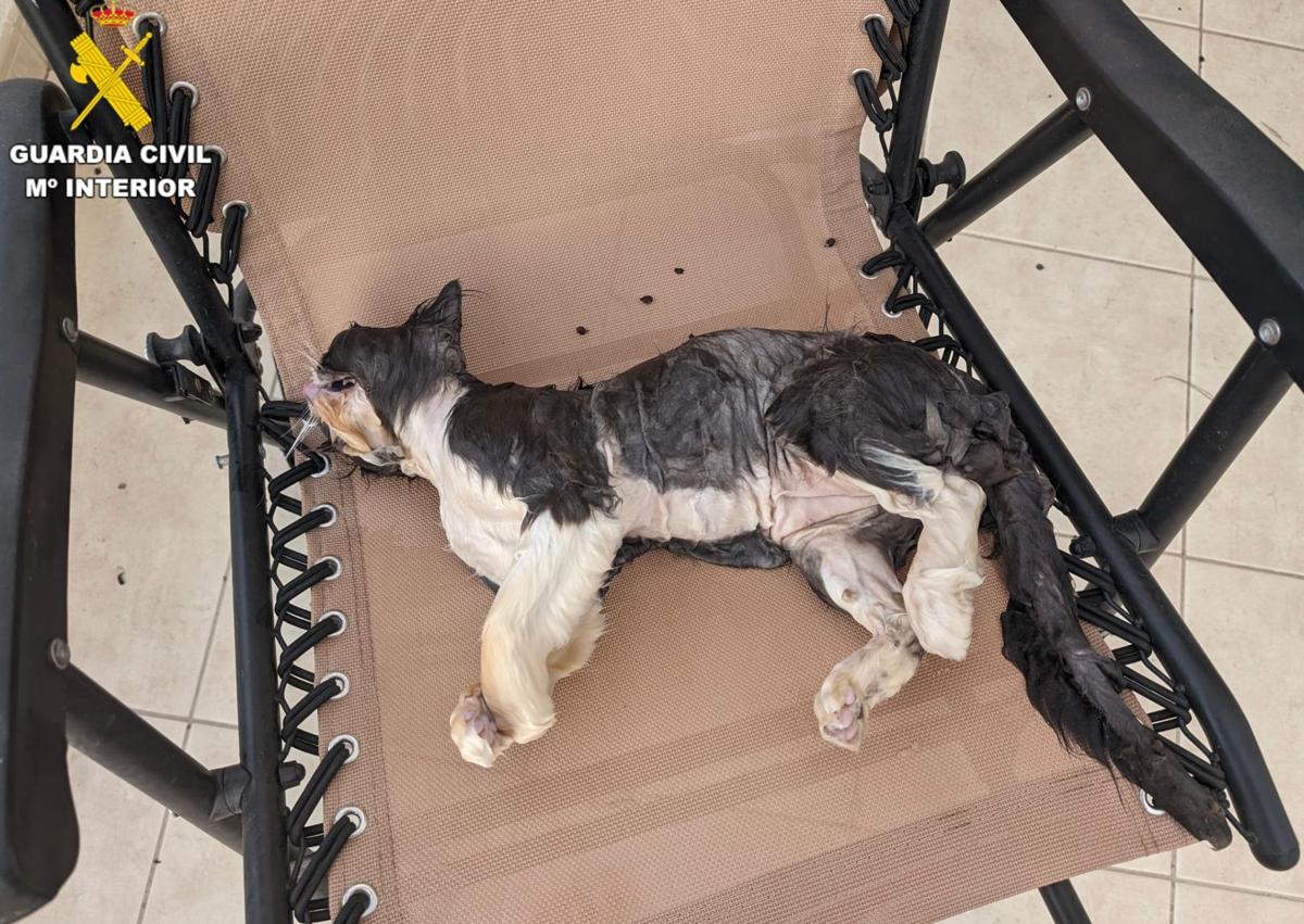 Imagen secundaria 1 - Investigan a un vecino de Haría tras las denuncias vecinales por los ataques de sus perros