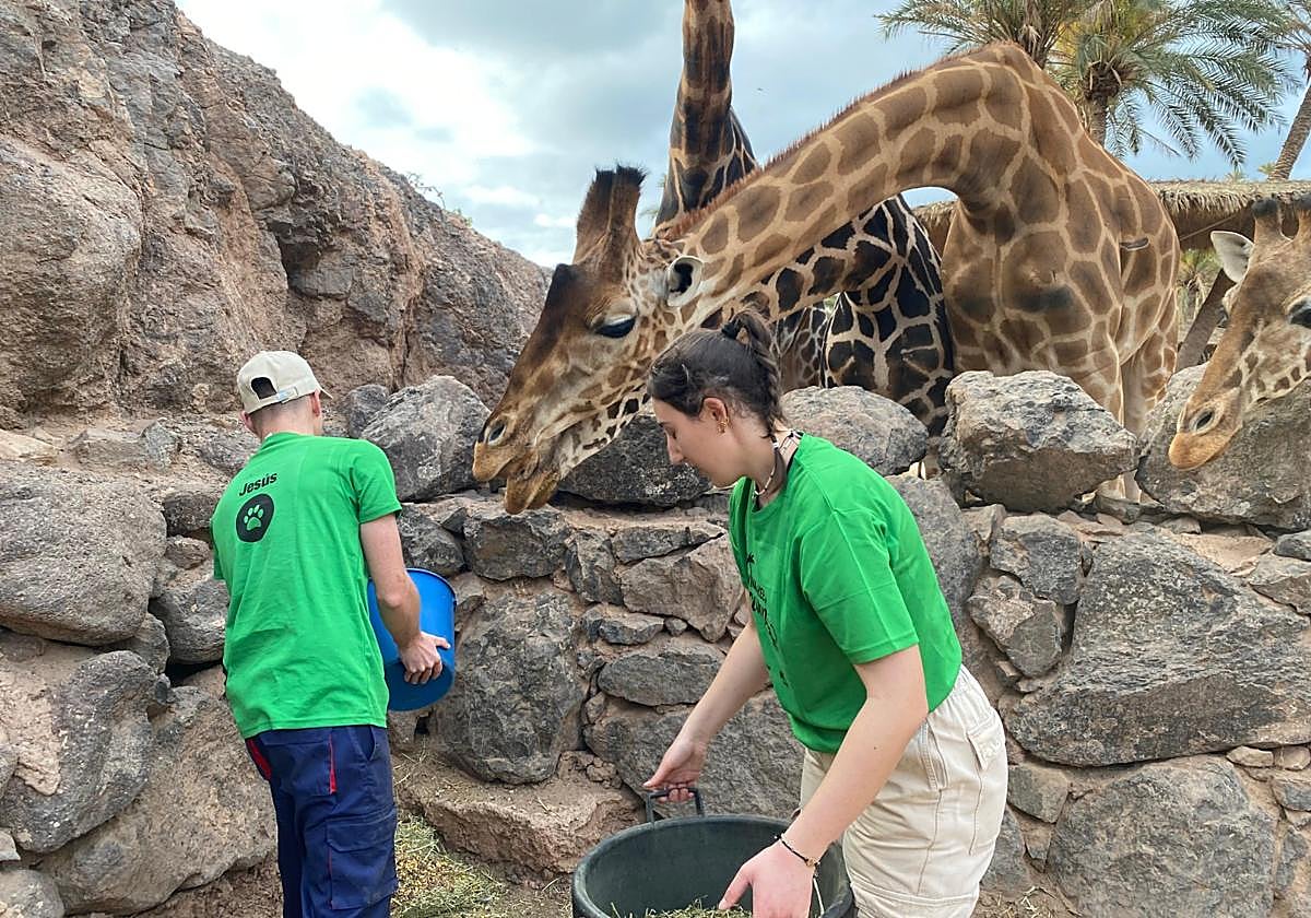 Alumnos del campamento dando de comer a las jirafas.
