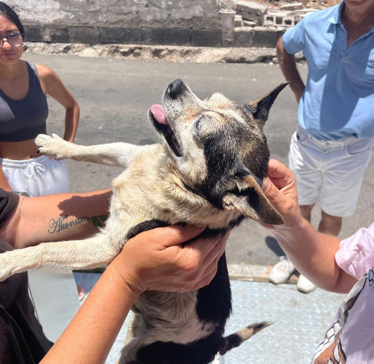 Así fue el rescate de &#039;Patuco&#039;, el perro arrojado a la basura en Vecindario: «Rogaba que no se me muriera en los brazos»