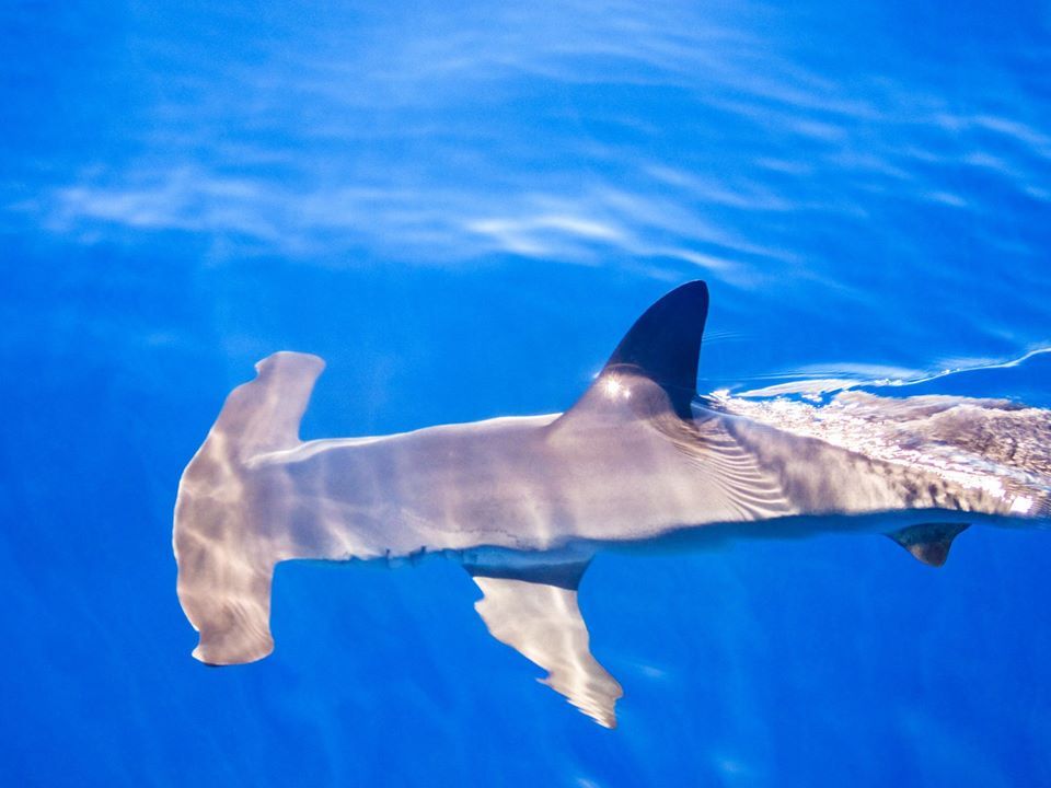 Un tiburón martillo (Sphyrna couardi) en las aguas del Mar de las Calmas.