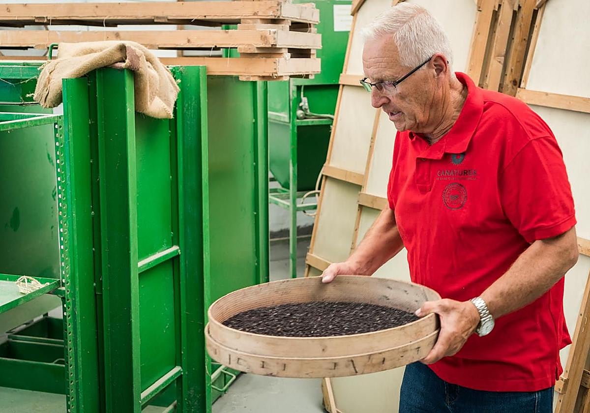 Cribado natural de la cochinilla.