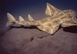Ejemplar de angelote en aguas canarias.