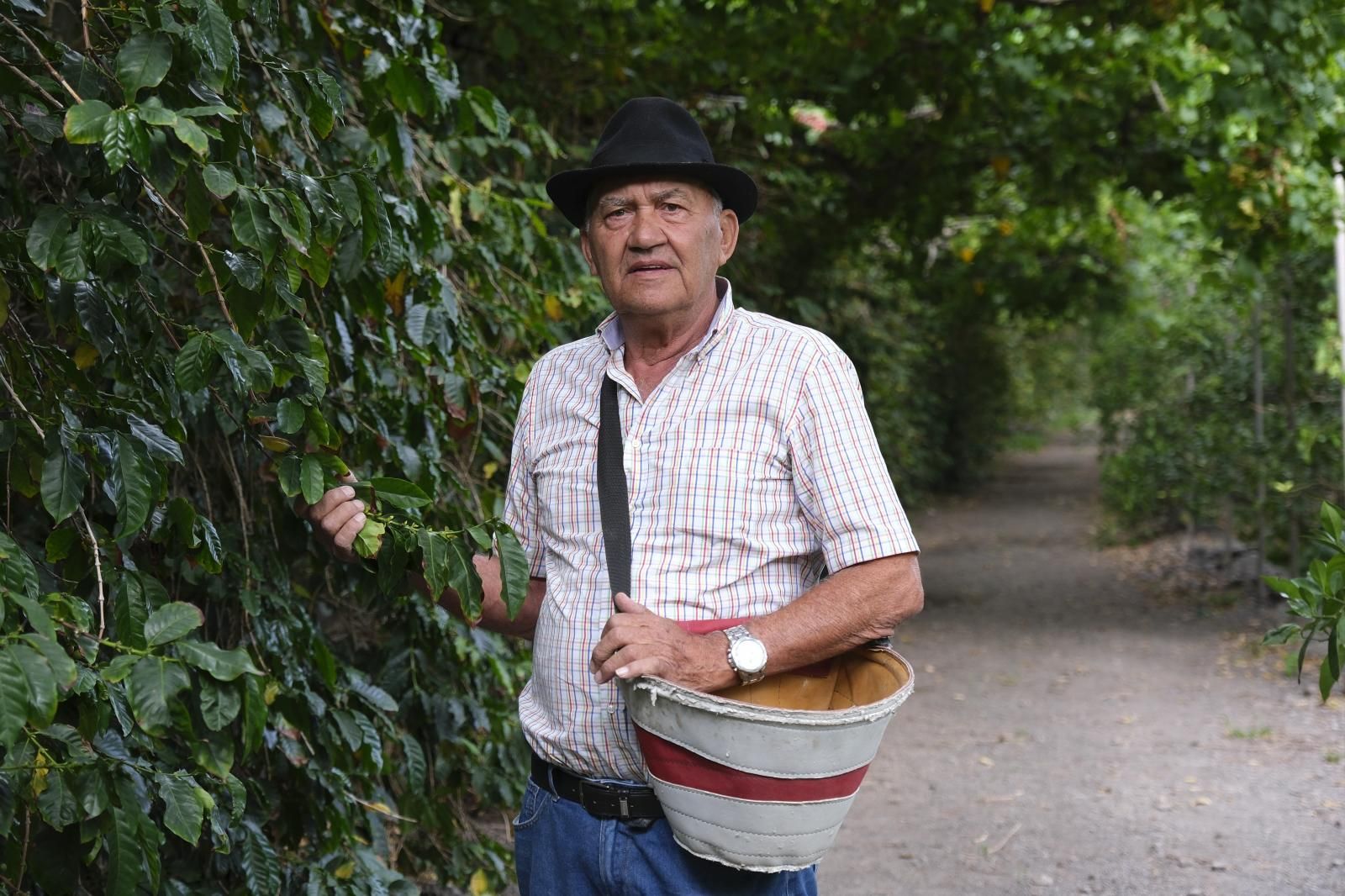 Inocencio Lugo recogiendo bayas de café en su cafetal.