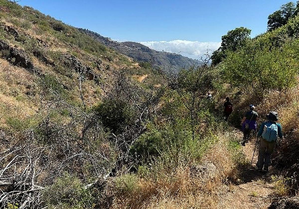 Vista parcial de parte de la vegetación del barranco, seca por la falta del agua que antes corría libre por el cauce.