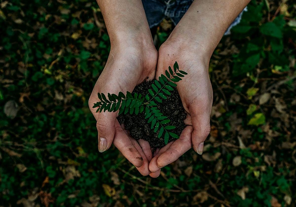 Sostenibilidad en gastronomia