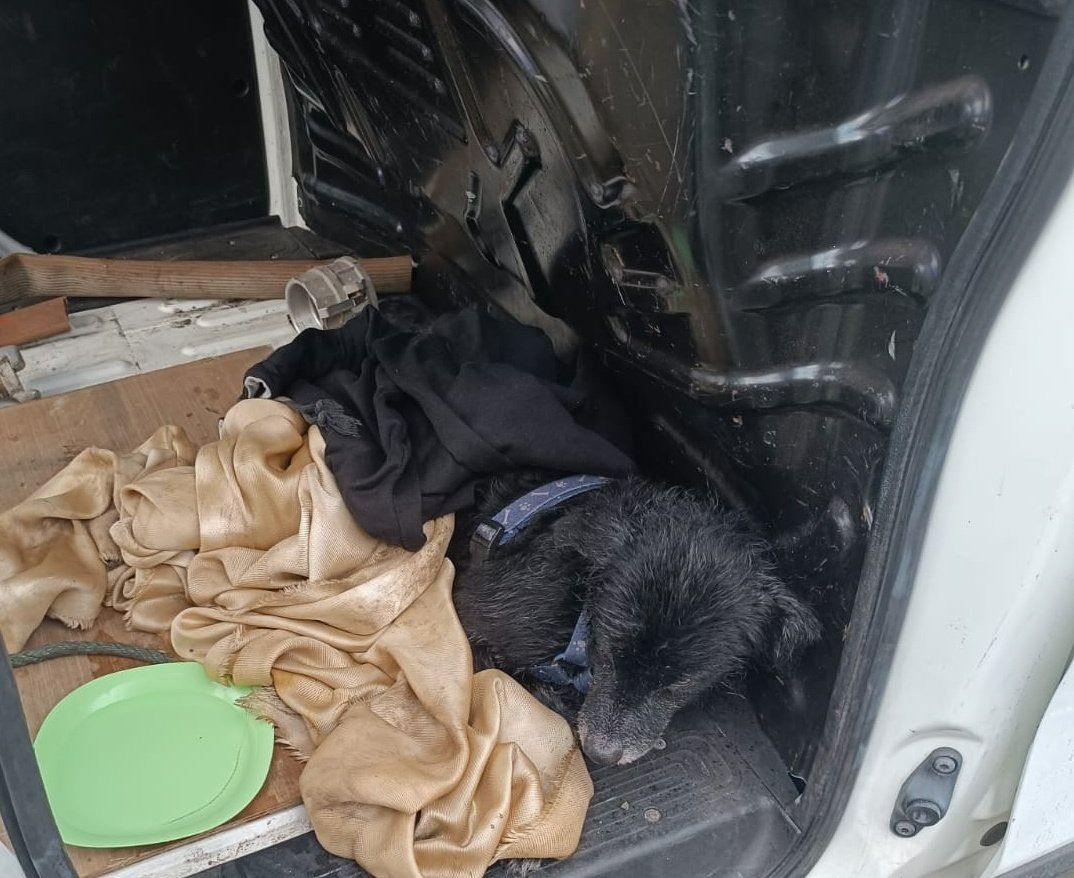 Imagen del perro tras ser rescatado.