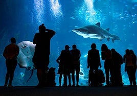 Poema del Mar obtiene el premio Tripadvisor Traveller's Choice Awards 2025 por cuarto año consecutivo