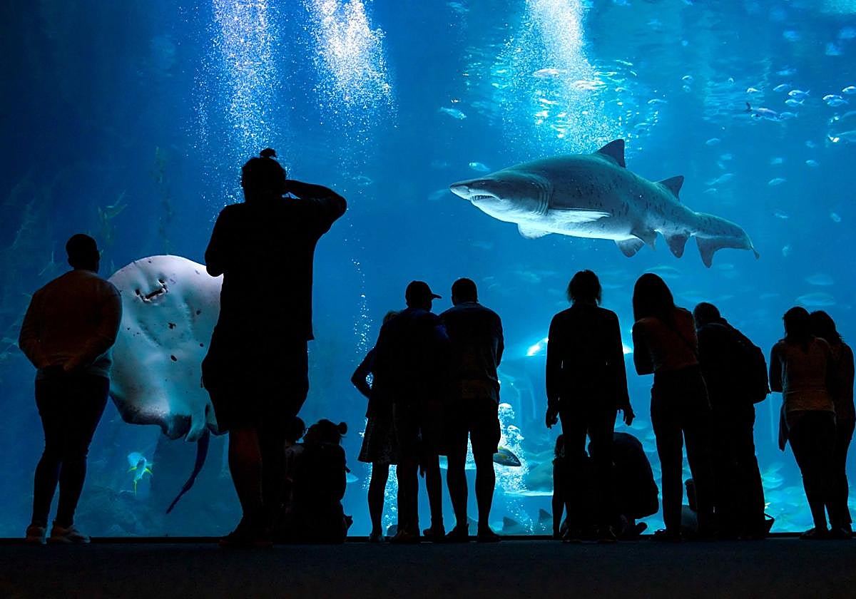 Poema del Mar obtiene el premio Tripadvisor Traveller's Choice Awards 2025 por cuarto año consecutivo