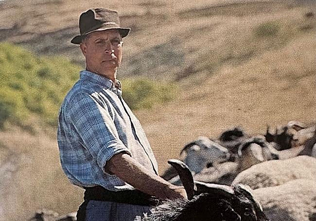 Un rebaño de cabras de regreso a su hábitat