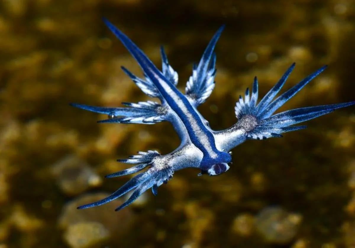 magen de un ejemplar de dragón azul captada en 2021 en Gran Canaria.