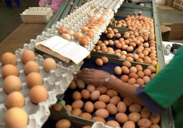 De comida familiar a brote de salmonela: «Hay que tener muy clara la higiene»