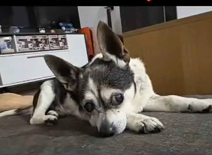 'Patuco' en su casa de acogida.