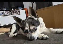 'Patuco' en su casa de acogida.