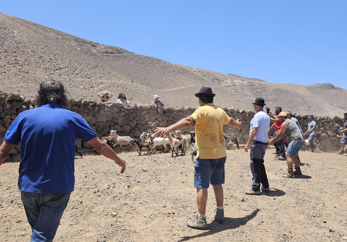 Imagen principal - Varios momentos de la apañada al llegar a la gambuesa.