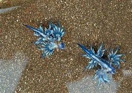 Imagen de los dragones azules hallados en la playa de Tasarte.