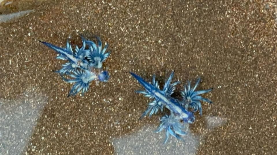 Imagen de los dragones azules hallados en la playa de Tasarte.