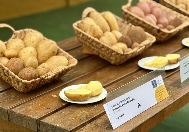 XVI Cata Insular de Papas de Gran Canaria