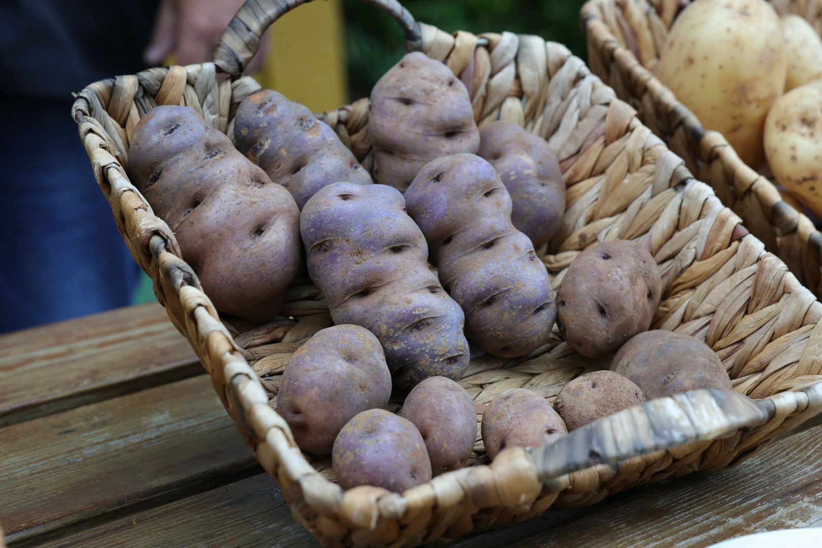 Así fue la XVI Cata Insular de Papas de Gran Canaria