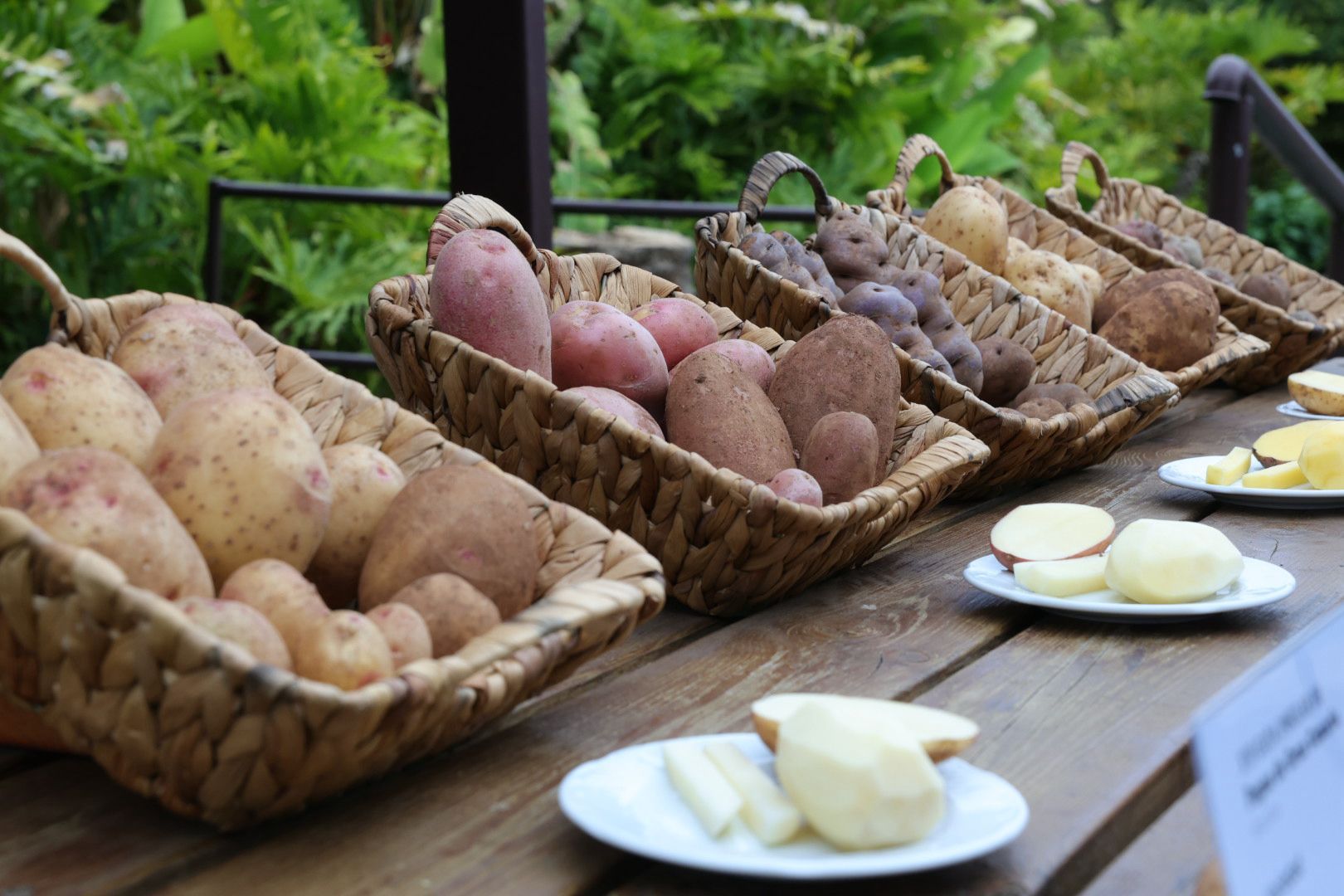 Así fue la XVI Cata Insular de Papas de Gran Canaria