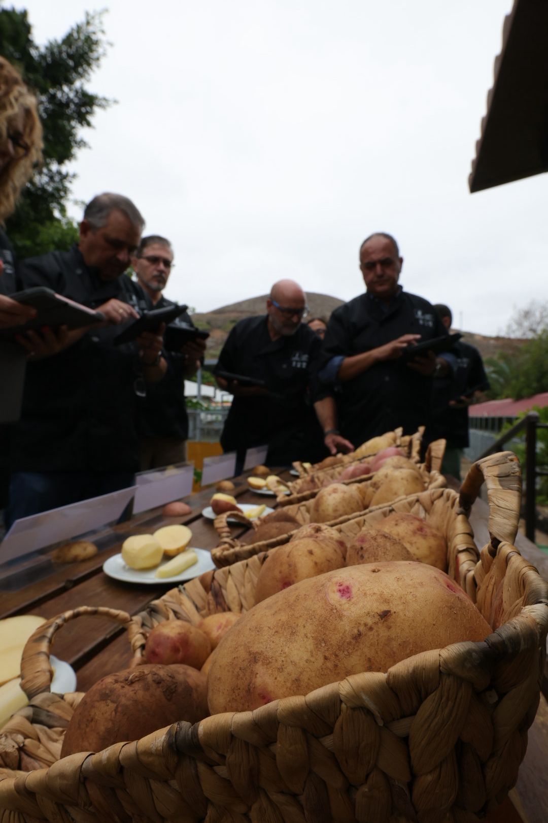 Así fue la XVI Cata Insular de Papas de Gran Canaria