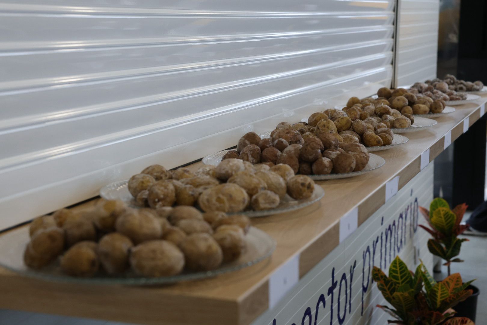 Así fue la XVI Cata Insular de Papas de Gran Canaria