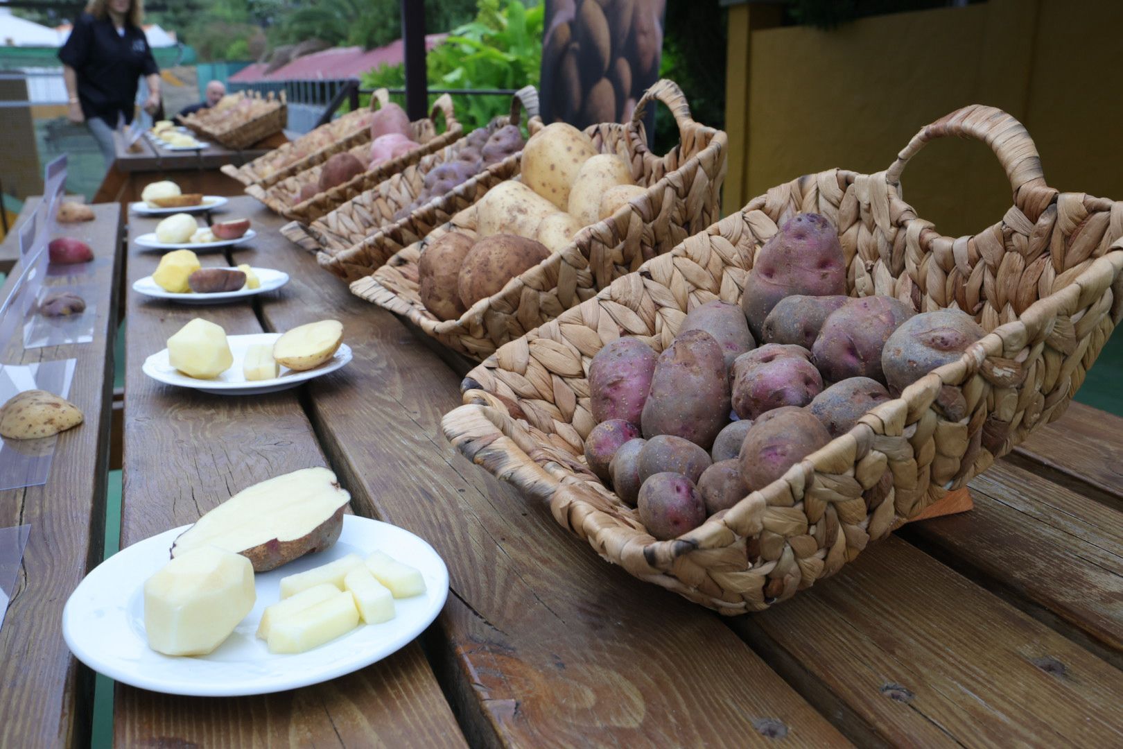 Así fue la XVI Cata Insular de Papas de Gran Canaria