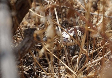 Tres meses seguidos con récord de captura de culebras en Gran Canaria
