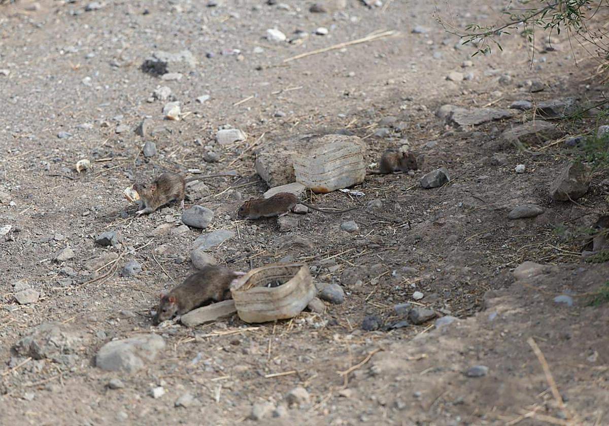 Presencia de ratas en el barrio de La Paterna.