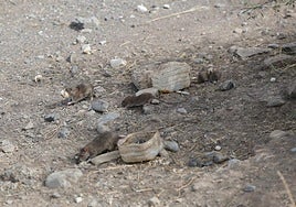 Presencia de ratas en el barrio de La Paterna.