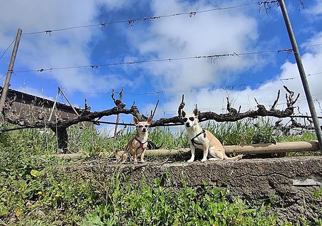Mascotas en los viñedos de Bodega La Montaña.