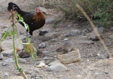 Plaga de ratas en Las Palmas de Gran Canaria: «Se comen la comida y a las gallinas»