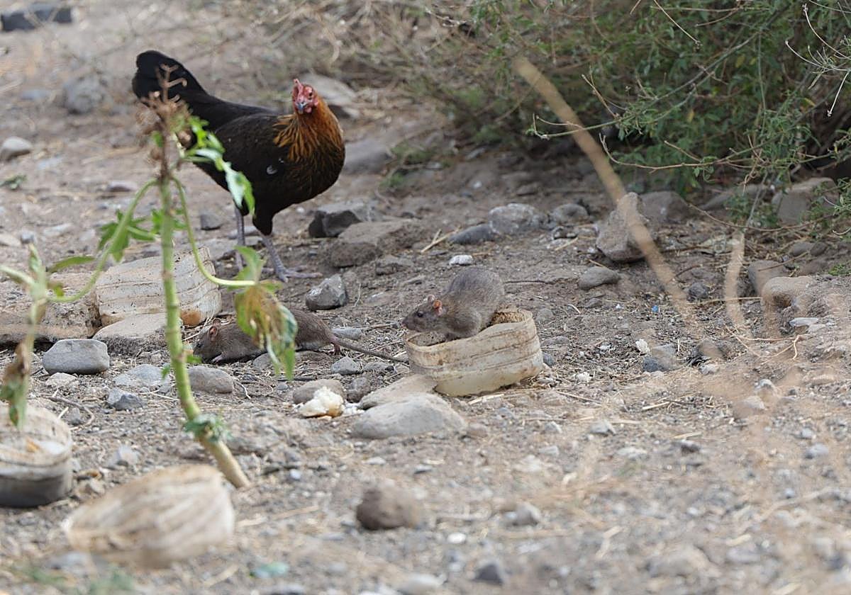 Una rata se alimentaba en la tarde de este lunes en La Paterna en presencia de un gallo.