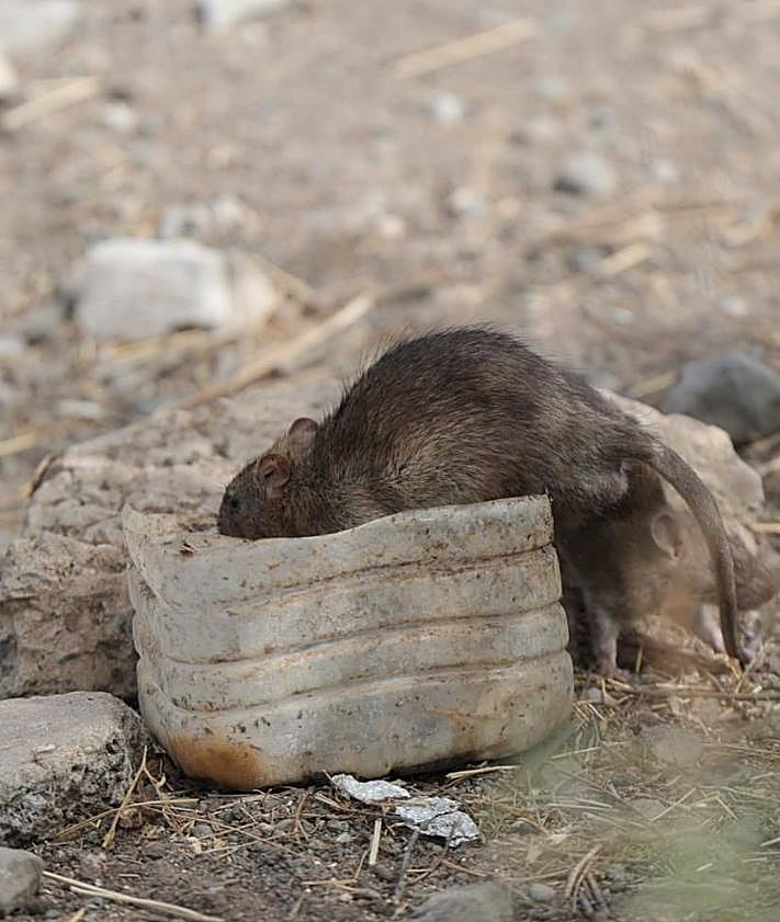Imagen secundaria 2 - Los vecinos están preocupados y afirman que la plaga no es puntual.