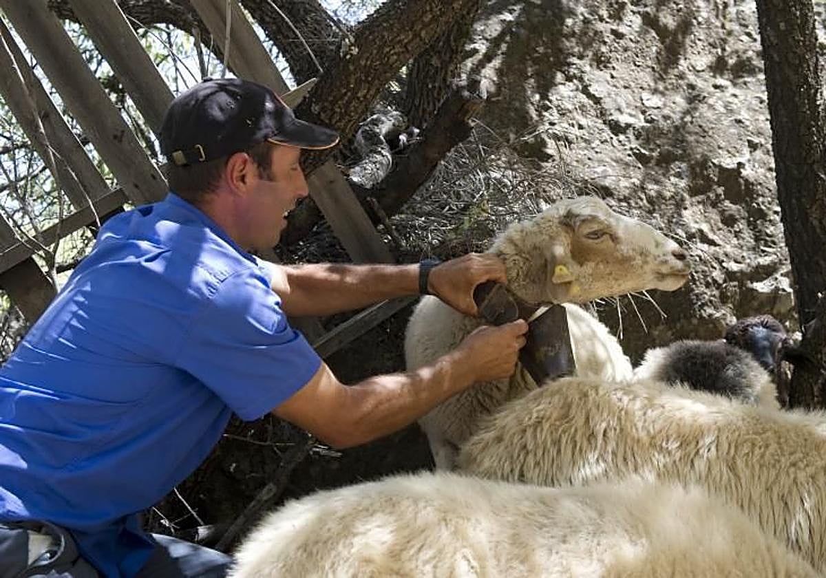 Un pastor de Gáldar le quita el cencerro a una oveja mientras está de trashumancia.